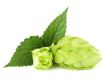 The flower with the leaf hops.